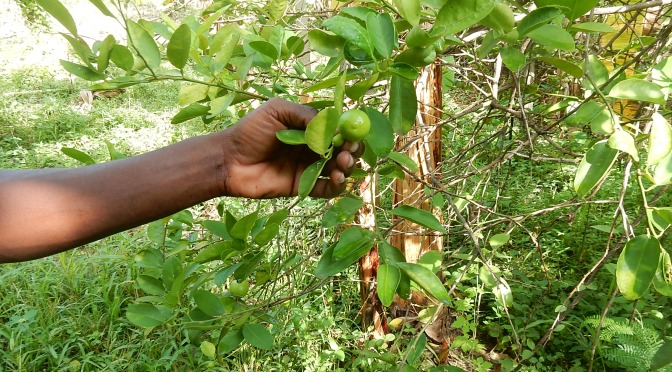 25-  Un terrain agricole à Mayotte